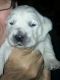 Golden Retriever Puppies for sale in Ivanhoe, TX 75447, USA. price: NA
