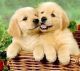 Golden Retriever Puppies for sale in South Burlington, VT, USA. price: $500