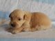 Golden Retriever Puppies for sale in Manchester, NH, USA. price: $500