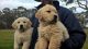 Golden Retriever Puppies for sale in Ontario, CA, USA. price: $300