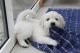 Golden Retriever Puppies for sale in Bennington, VT 05201, USA. price: NA