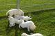 Golden Retriever Puppies for sale in Manchester, NH, USA. price: NA