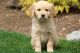 Golden Retriever Puppies for sale in Ontario, CA, USA. price: $450