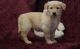 Golden Retriever Puppies for sale in Ontario, CA, USA. price: $500
