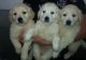 Golden Retriever Puppies for sale in Waco, TX, USA. price: NA