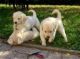 Golden Retriever Puppies for sale in Waco, TX, USA. price: NA