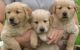 Golden Retriever Puppies for sale in United States Postal Service, 100 PR-3, San Juan, 00924, Puerto Rico. price: NA
