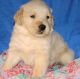 Golden Retriever Puppies for sale in Ducor, CA 93218, USA. price: NA