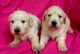 Golden Retriever Puppies for sale in Gainesville, FL, USA. price: $500