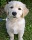 Golden Retriever Puppies for sale in Fargo, ND, USA. price: NA