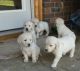 Golden Retriever Puppies for sale in Amherst, NH 03031, USA. price: NA