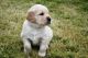 Golden Retriever Puppies for sale in Porterville, CA 93257, USA. price: NA