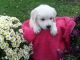 Golden Retriever Puppies for sale in Apple Creek, OH 44606, USA. price: $1,600