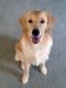 Golden Retriever Puppies for sale in Stow, OH, USA. price: NA