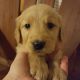 Golden Retriever Puppies for sale in Mayville, MI 48744, USA. price: NA