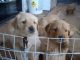 Golden Retriever Puppies for sale in Wake Forest, NC 27587, USA. price: $600