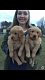 Golden Retriever Puppies for sale in Newton Grove, NC 28366, USA. price: NA