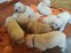 Golden Retriever Puppies for sale in California, MD, USA. price: NA