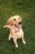Golden Retriever Puppies for sale in Copperas Cove, TX, USA. price: NA