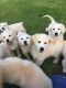 Golden Retriever Puppies for sale in Pinckney, MI 48169, USA. price: NA