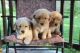 Golden Retriever Puppies for sale in Mechanicsburg, PA, USA. price: $500