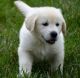 Golden Retriever Puppies for sale in Denver, CO, USA. price: $300