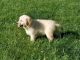 Golden Retriever Puppies for sale in Green Bay, WI, USA. price: NA