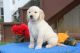Golden Retriever Puppies for sale in CA-111, Niland, CA 92257, USA. price: NA