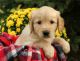 Golden Retriever Puppies for sale in Rutland, VT 05701, USA. price: $400
