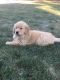 Golden Retriever Puppies for sale in Wooster, OH 44691, USA. price: $750