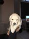 Golden Retriever Puppies for sale in W Spring St, Spring Hill, KS 66083, USA. price: NA