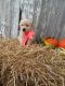 Golden Retriever Puppies for sale in Fredericksburg, OH 44627, USA. price: $800