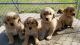 Golden Retriever Puppies for sale in Laredo, TX, USA. price: NA