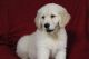 Golden Retriever Puppies for sale in Apple Creek, OH 44606, USA. price: $795