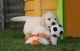 Golden Retriever Puppies for sale in Denver, CO, USA. price: $400