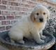 Golden Retriever Puppies for sale in Seattle, WA, USA. price: $400
