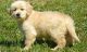 Golden Retriever Puppies for sale in Brattleboro, VT 05301, USA. price: $500