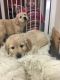 Golden Retriever Puppies for sale in California, MD, USA. price: NA