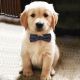 Golden Retriever Puppies for sale in Steamboat Springs, CO 80477, USA. price: $450