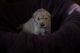 Golden Retriever Puppies for sale in Barnstead, NH, USA. price: NA