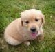 Golden Retriever Puppies for sale in Grand Forks, ND, USA. price: NA