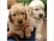 Golden Retriever Puppies for sale in Detroit, MI 48201, USA. price: NA