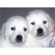 Golden Retriever Puppies for sale in Seattle, WA 98101, USA. price: NA