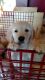 Golden Retriever Puppies for sale in Marion, MI 49665, USA. price: NA