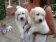 Golden Retriever Puppies for sale in Michigan Ave, Inkster, MI 48141, USA. price: NA