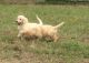 Golden Retriever Puppies for sale in Idaho Springs, CO, USA. price: NA