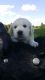 Golden Retriever Puppies for sale in Lapeer, MI 48446, USA. price: NA