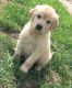 Golden Retriever Puppies for sale in Sterling, OH 44276, USA. price: $500