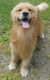 Golden Retriever Puppies for sale in Berlin Center, OH 44401, USA. price: NA