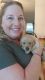 Golden Retriever Puppies for sale in Gainesville, FL, USA. price: $1,300